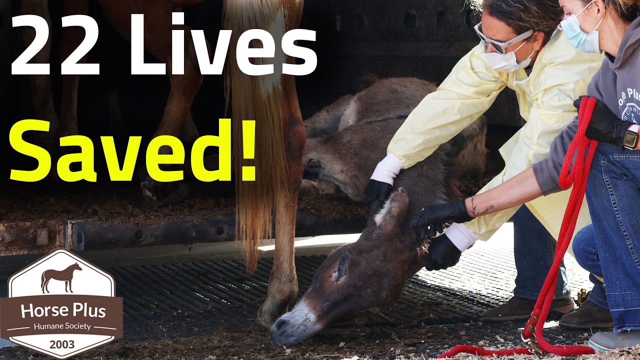 22 Lives Saved From Slaughter - October Almost Live Assessment and Intake