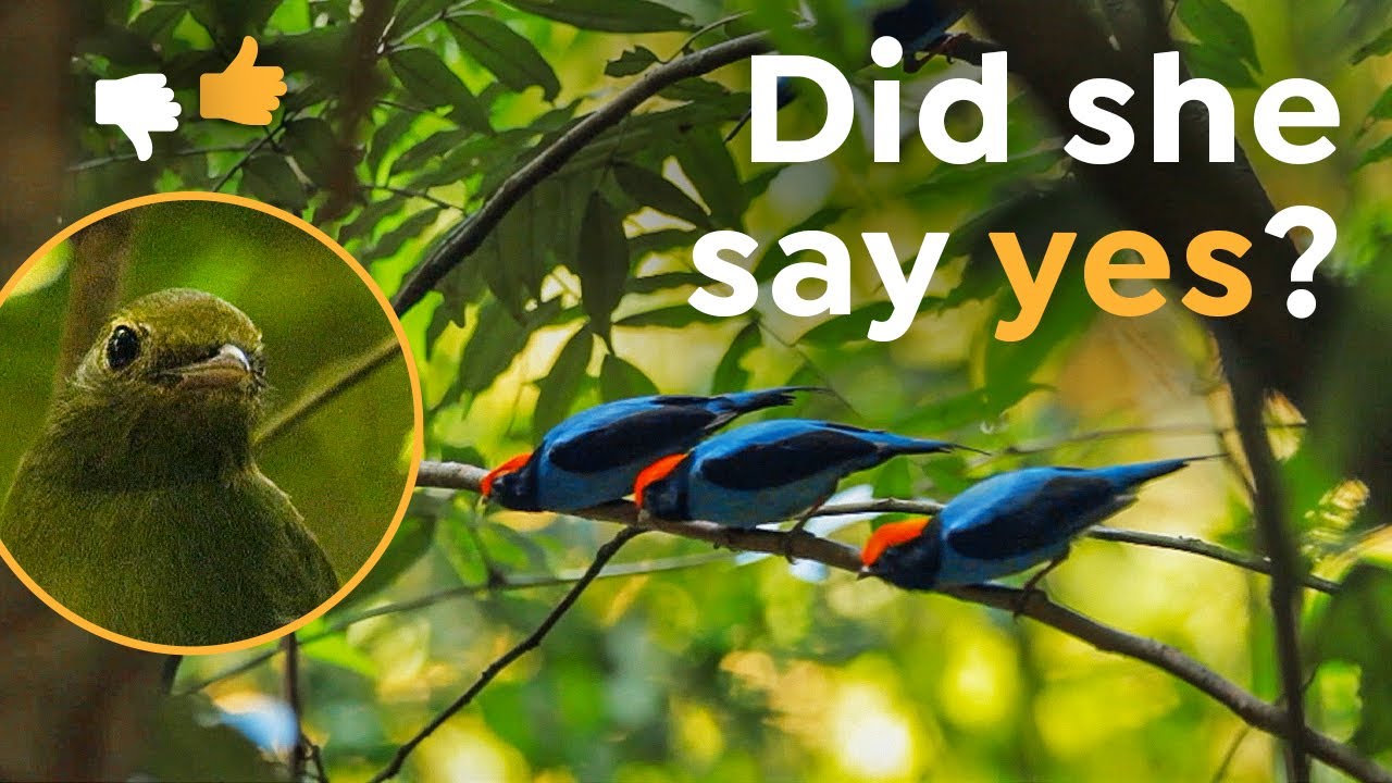 Why these Birds Have to Dance Up to 10 Years Before Mating