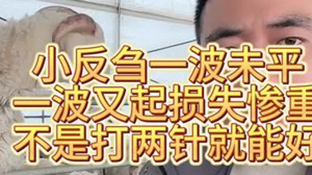#养羊人 #牛羊养殖技术分享 #小反刍兽疫 #新农人计划2024 #大型养殖场