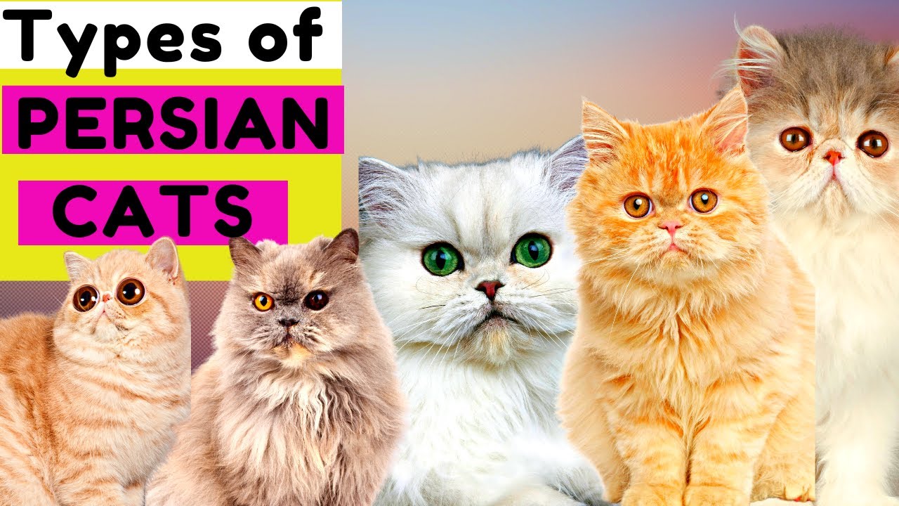 6 Types of Persian Cats / Number 5 is Unique / Which One Do You Prefer?