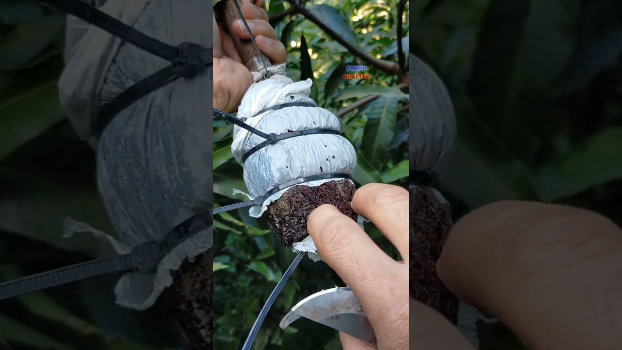 ROOT MARCOTTING