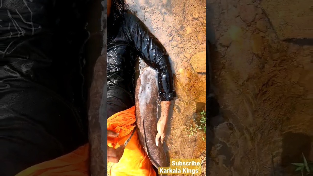 Big size catfish | mushi fish | magur machi | spotted catfish #catfish #fish #fishing