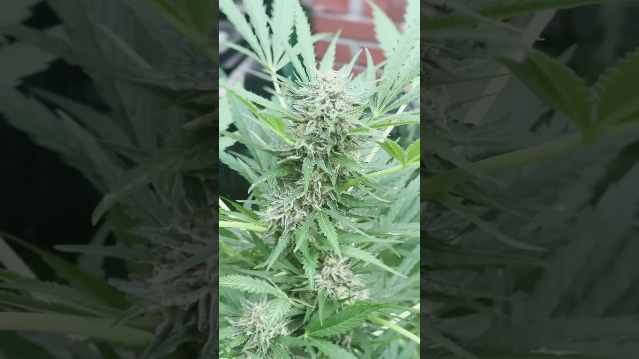Week 6 flowering Zmakdown af from seedstockers #autoflower #weed #flower #420 #outdoor #plant #ganja
