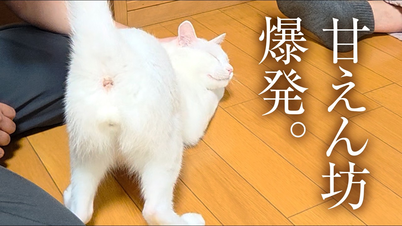 留守番していた愛猫が、めちゃくちゃ甘えてきた。