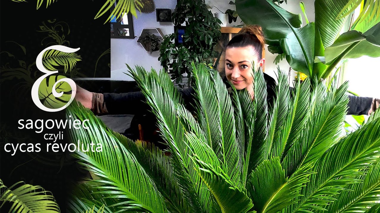 Cycas revoluta uprawa w domu i ogrodzie. Jak pomóc usychającemu sagowcowi. Uratowany stary cykas.