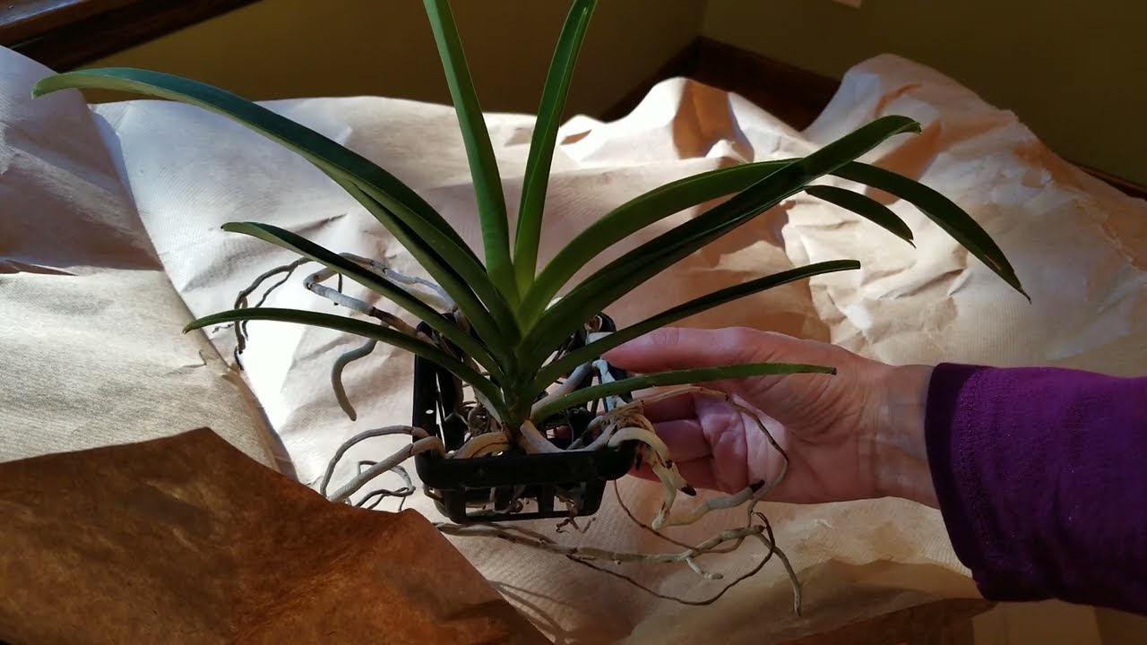 New Vanda from Orchid Supply Store!