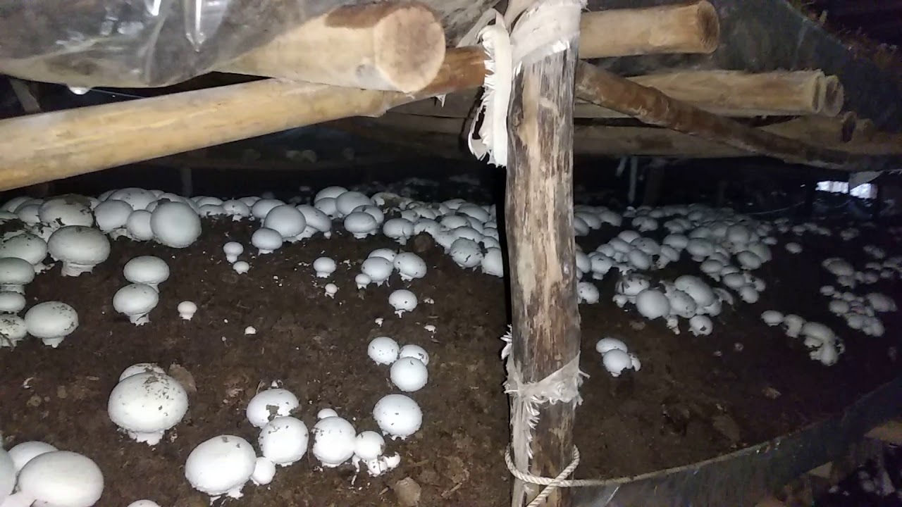 Button mushroom at thar desert