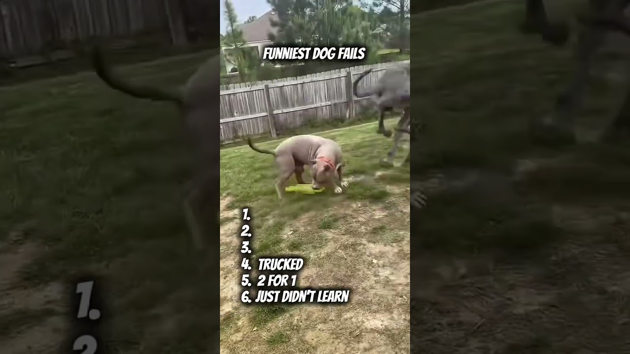 You Won’t Stop Laughing 🤣 | Crazy & Funny Dog Fails