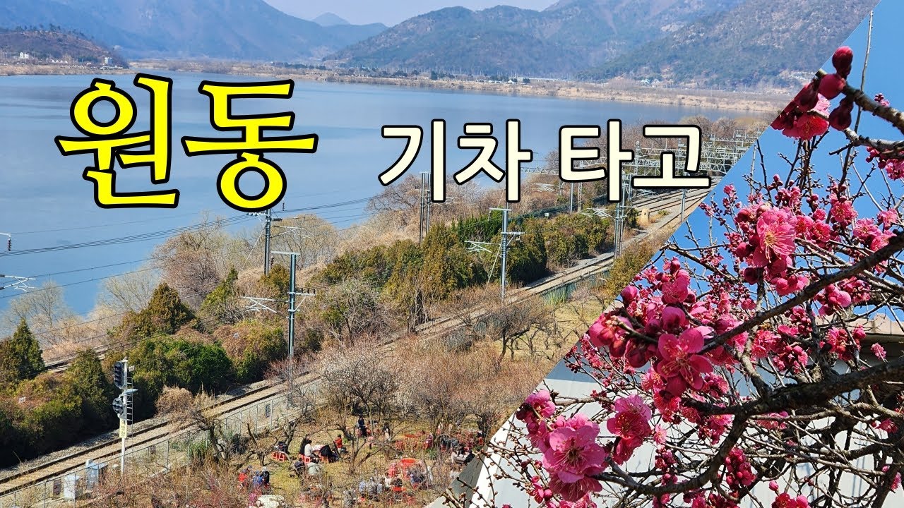 원동입니다 - 순매원매화 보러 다녀왔는데 #원동순매원매화축제 #기차여행 #양산순매원 #주말여행
