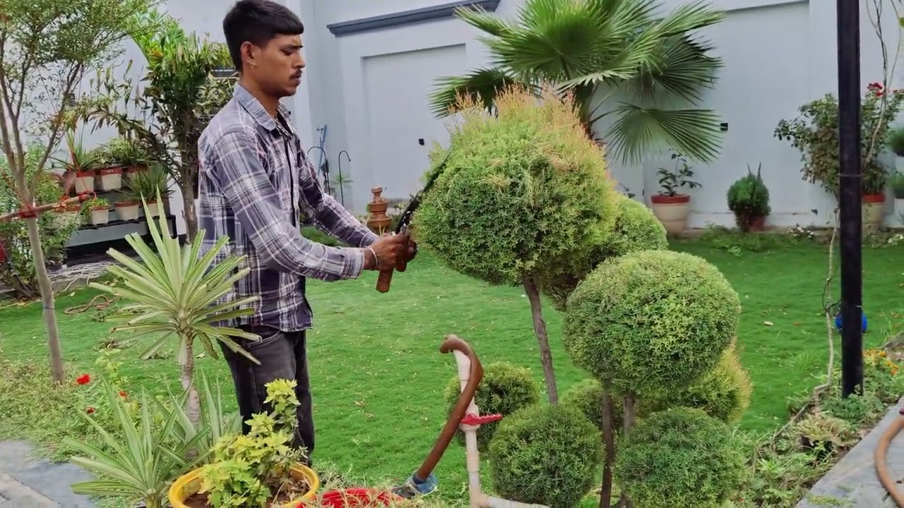 सामान्य सैद्धांतिक से टॉपियरी कैसे बनाएं || टोपरीबनाने की युक्तियाँ I| फ़िकस टोपरी I| #shortvideo 😱