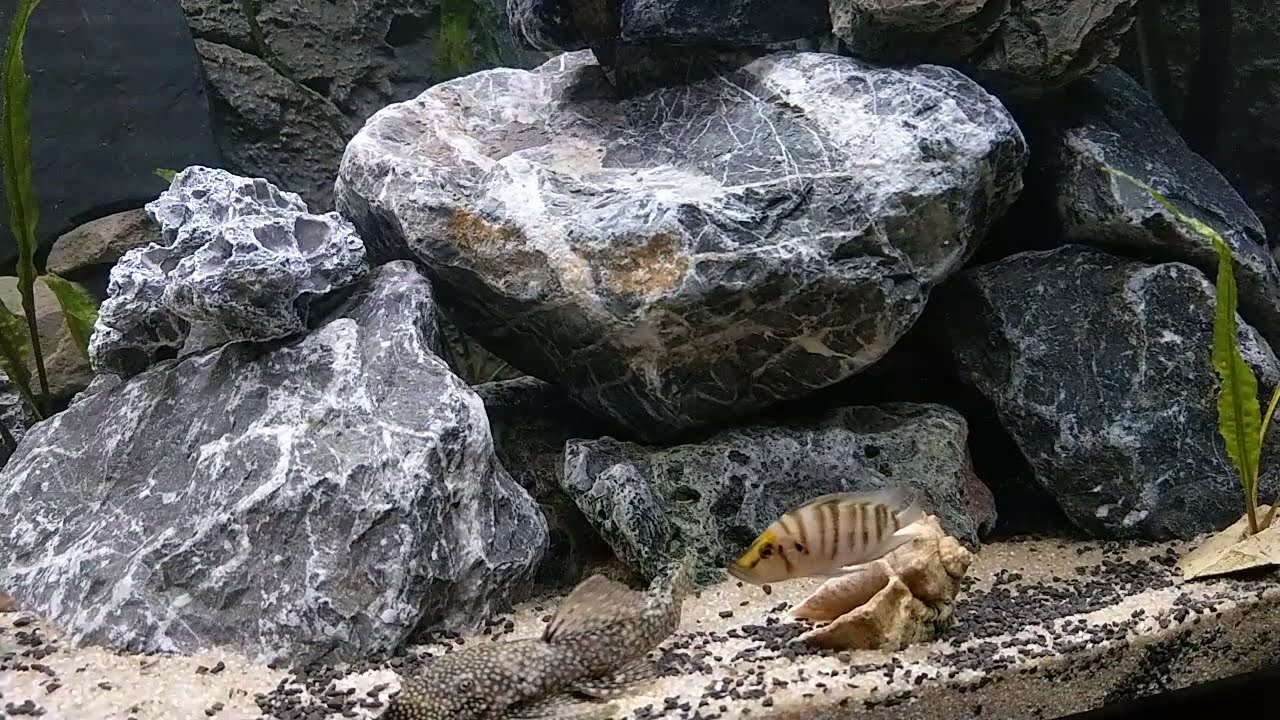 Tanganjika Aquarium Paracyprichromis Nigripinnis und Altolamprologus Compressiceps
