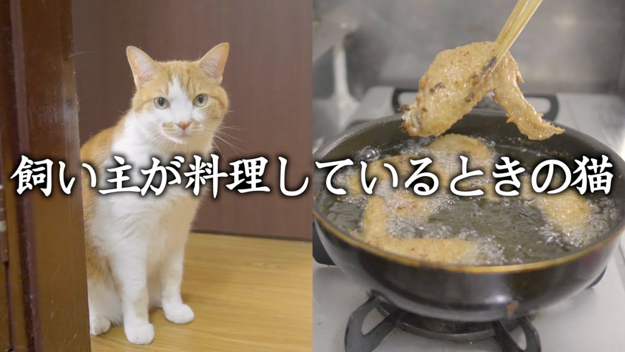 もしも猫が喋ったら 飼い主が料理しているときの猫（名古屋飯編）