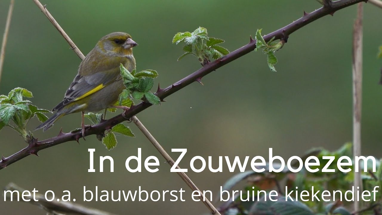 In de Zouweboezem met o.a. blauwborst en bruine kiekendief #1498