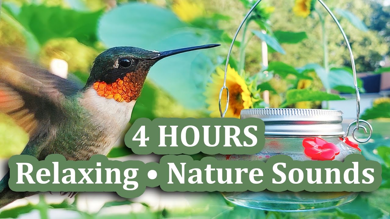 4K Hummingbirds • No Music • Natural Bird Sounds & RELAXING Background Video (4 Hours)