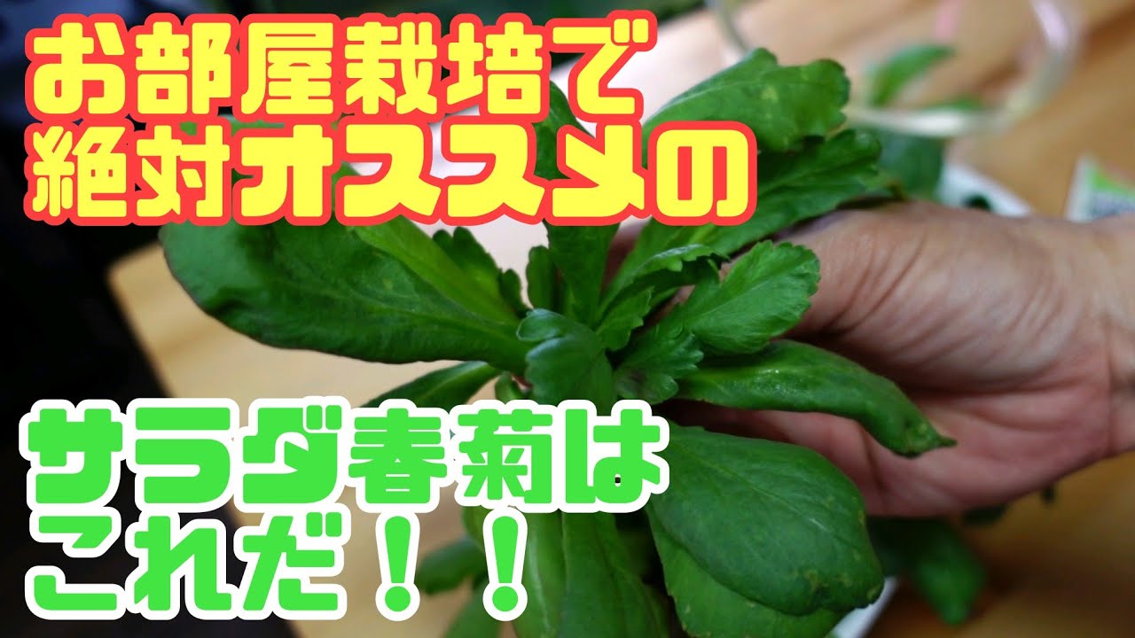 2021年 お部屋栽培で絶対おすすめ出来る サラダ春菊はこれだ！！