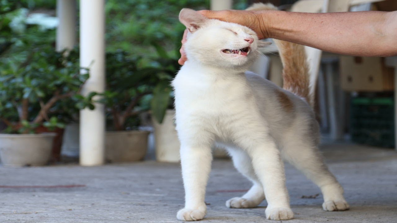 野良猫だった頃のしらたまにちゅーるしてなでなで　250923