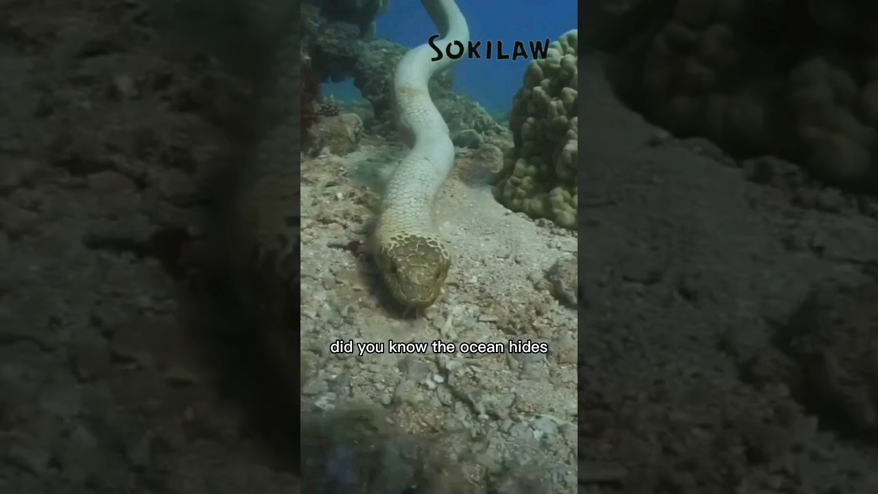 Sea Snake: Ocean’s Most Venomous Swimmer! 🌊🐍