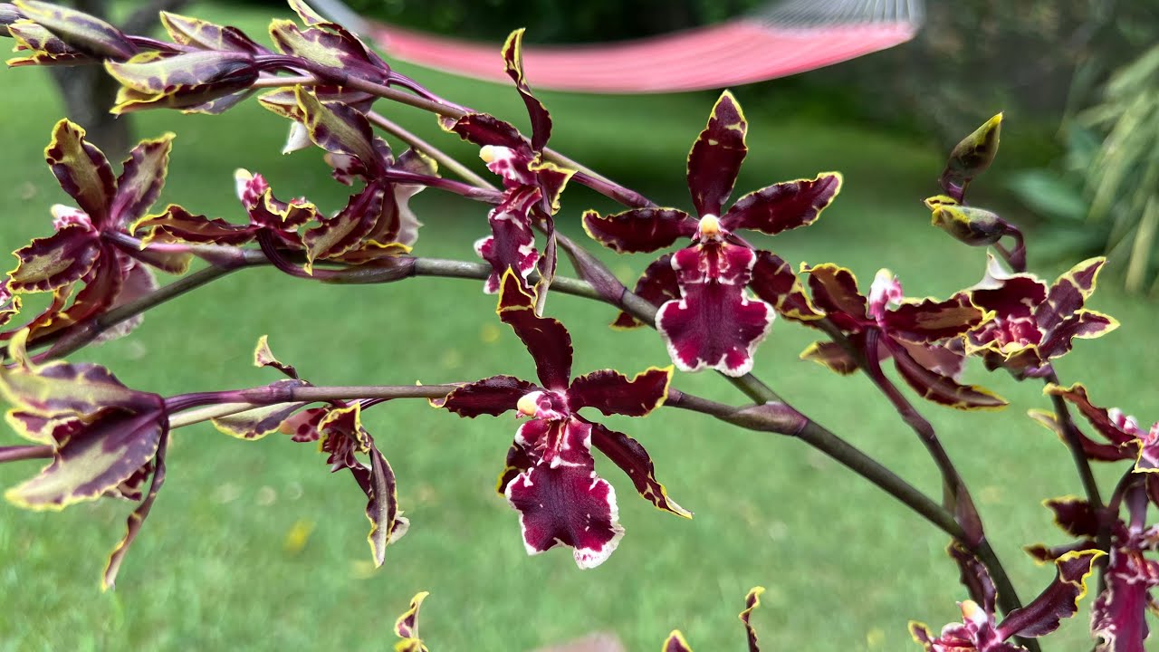 文心兰怎么养花量大？养护要点！Oncidium Wild Cat 'Bob Cat'