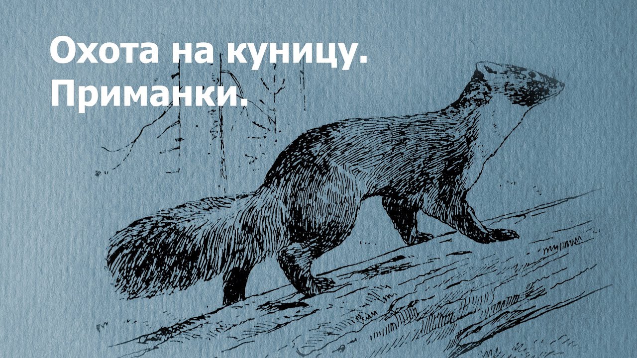 Охота на куницу  Приманки
