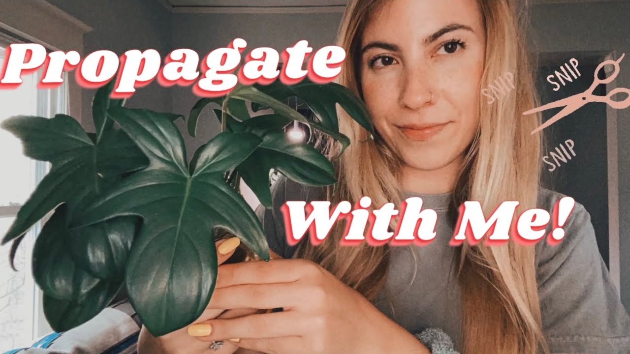 Propagating Houseplants! Propagating philodendron in moss and in water