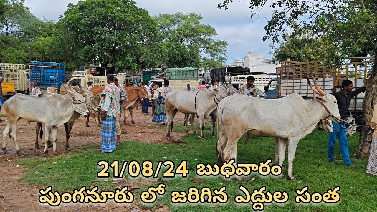 Best halikar Bulls Market in Punganur going on every Wednesday