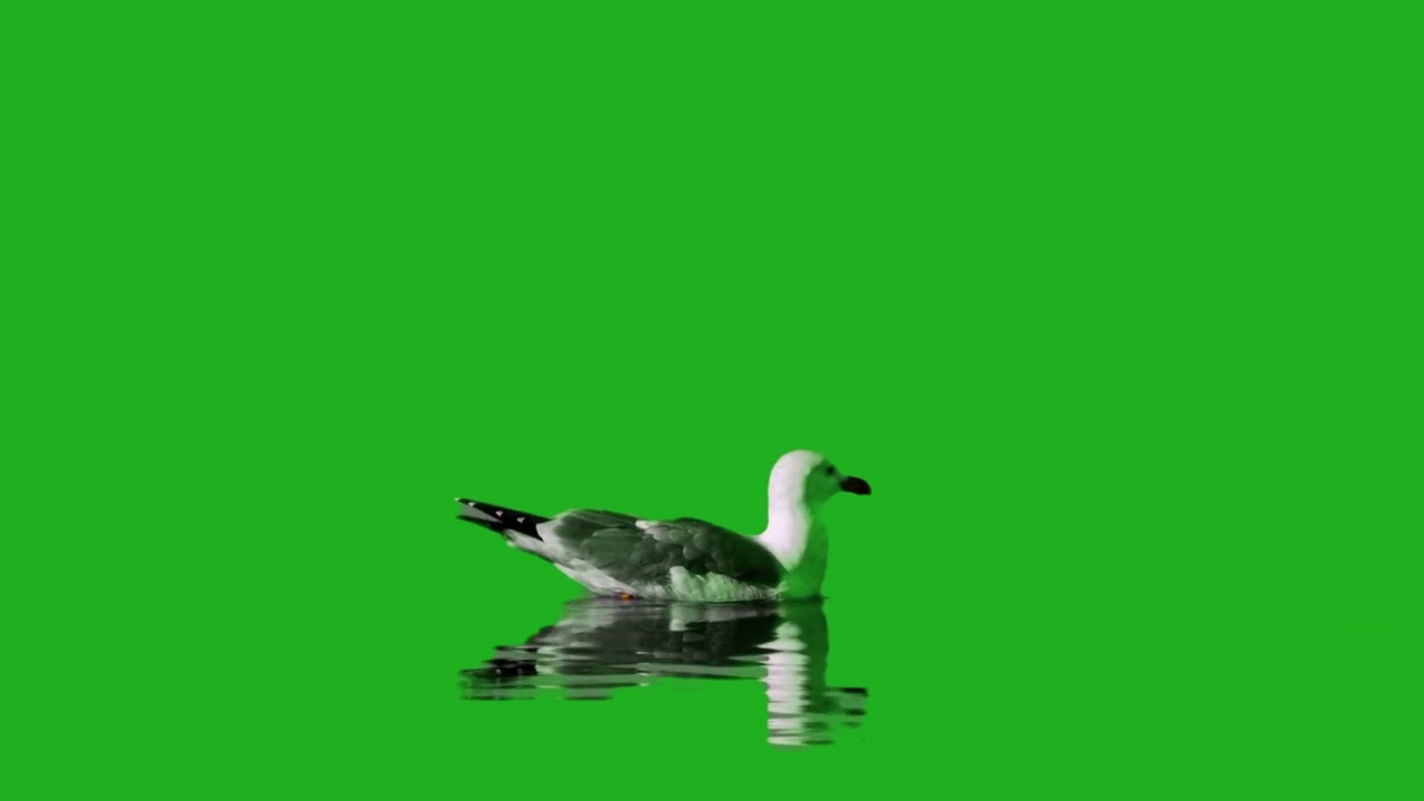 Mouette qui nage ecran vert gratuit