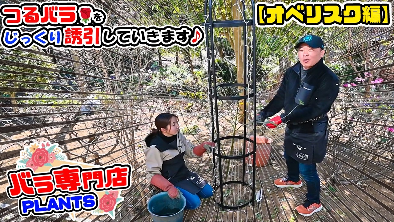 【バラ専門店PLANTS】つるバラ🌹を人気の♪【オベリスク】に誘引します!(じっくり解説&実演🌹)【PLANTS長島店長のローズレスキュー!】