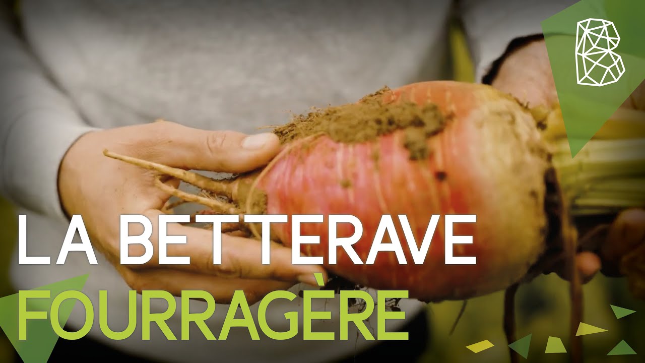 Itinéraire technique en culture bio - La BETTERAVE FOURRAGERE