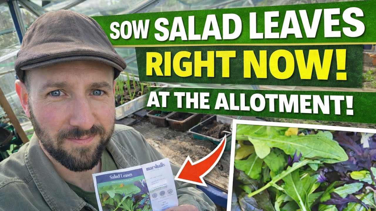 February Allotment Jobs: Sowing Early Salad Leaves for Spring Harvests