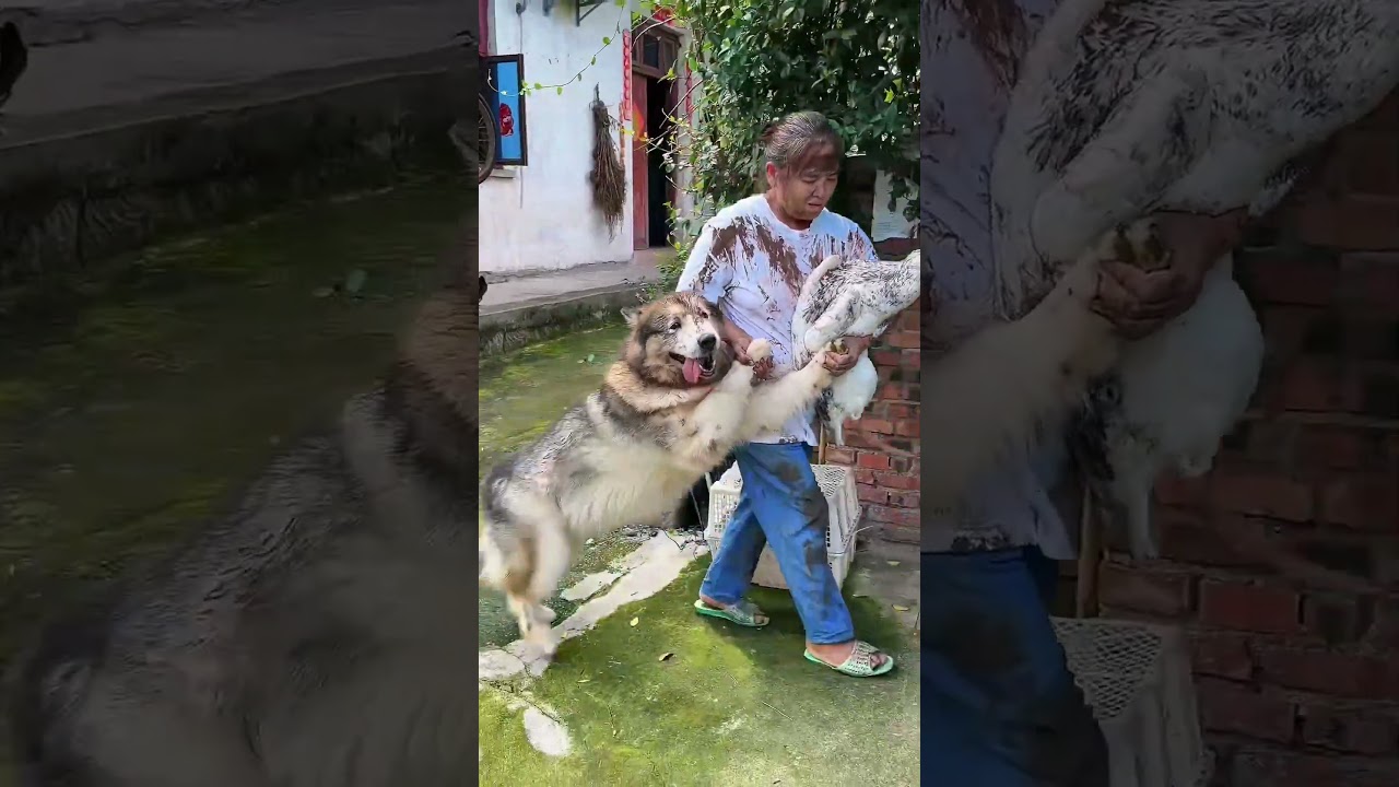 I Can’t Believe This Goose Just DID THAT to the Dog! 