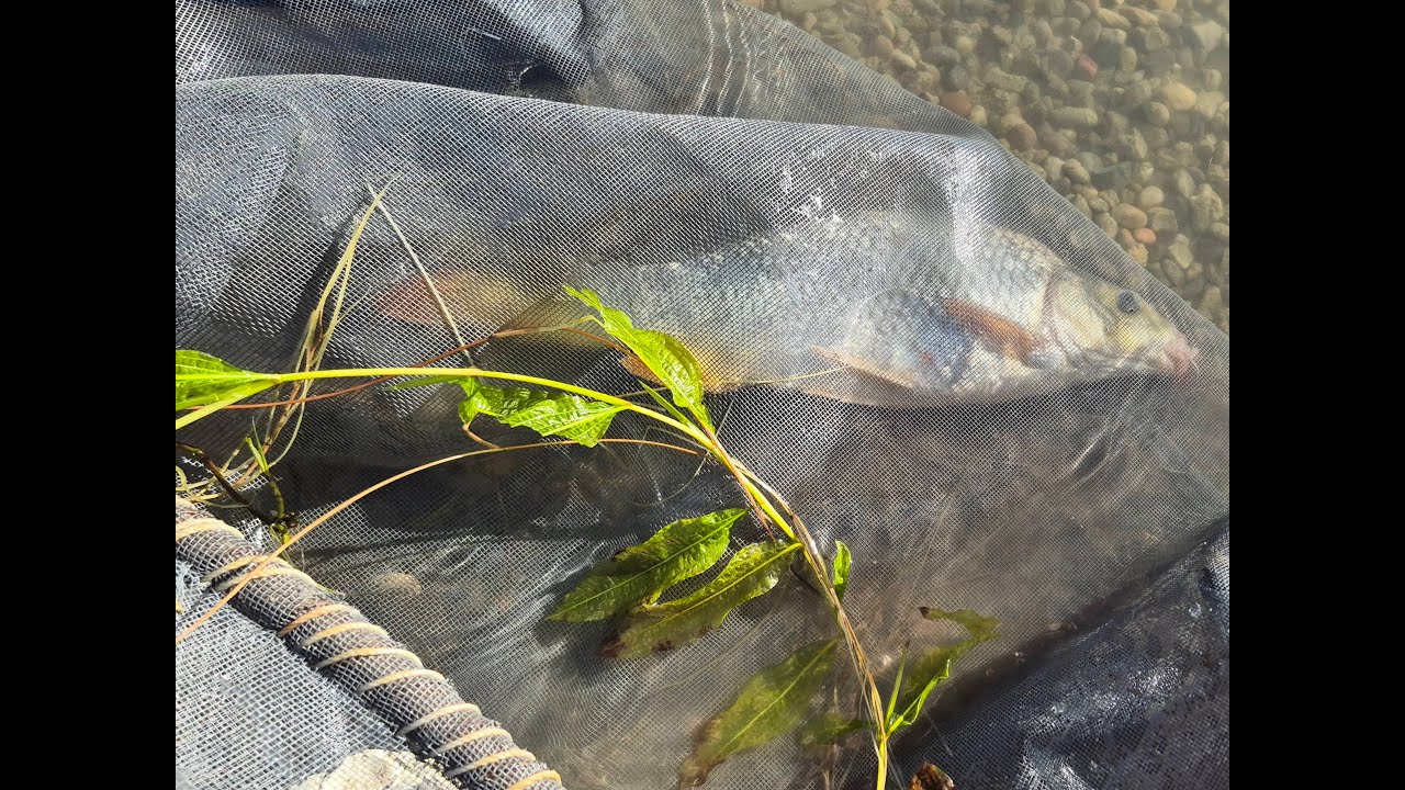 Fırtınaya Rağmen 5 Balık! 🐟 Lodosla Mücadelede Kazanan Kim Oldu? BÖLÜM : 2