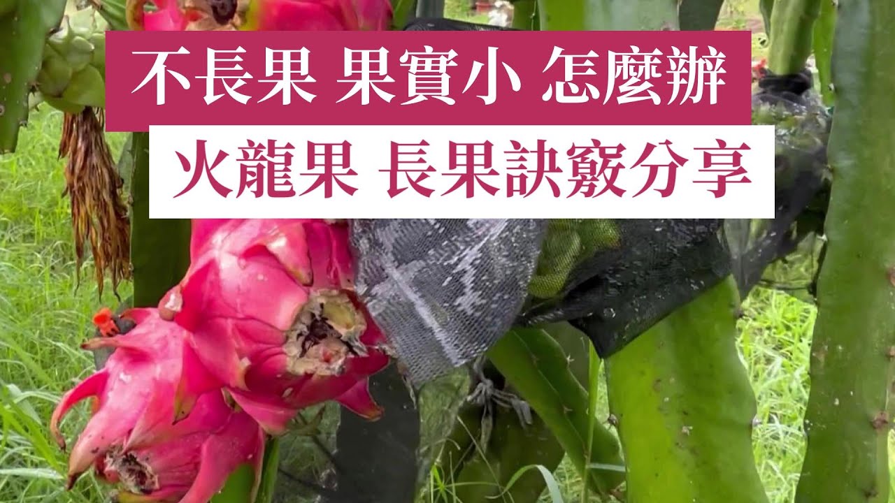 火龍果(龙珠果)順利開花結果技巧分享 | 阿星種植