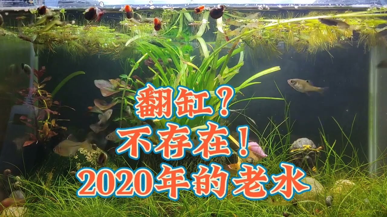 火山石魚缸多久翻缸換水一次好？ 不存在！ 3年前的老水還在魚缸裏