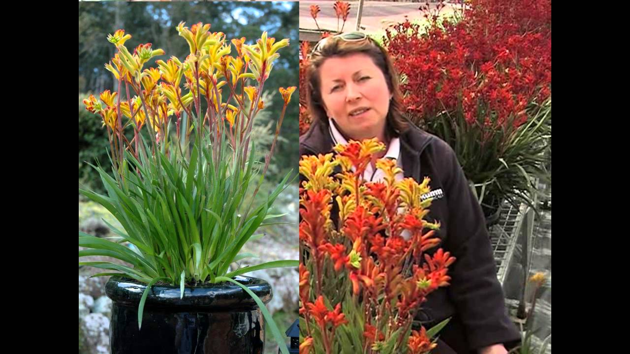 Anigozanthos Bush Gems Minis kangaroo paws