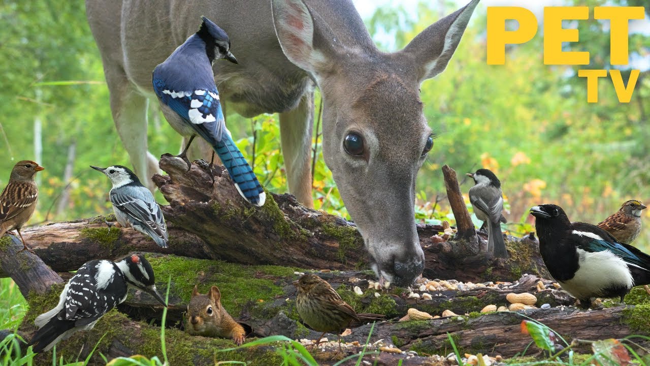 Dog TV for Dogs to Watch • Deer, Squirrels & Birds 🦌 Peaceful Nature Video in a Meadow With Wildlife