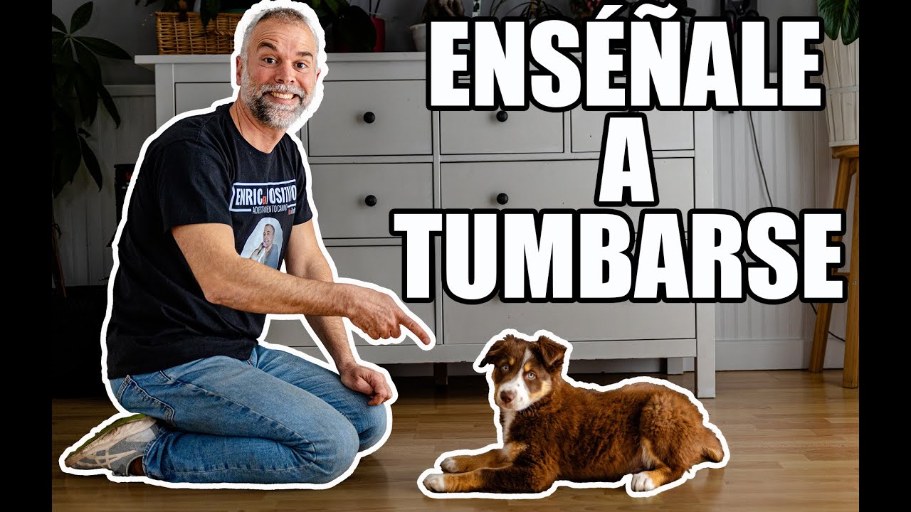 Enseña a tu Perro a Tumbarse en 5 min