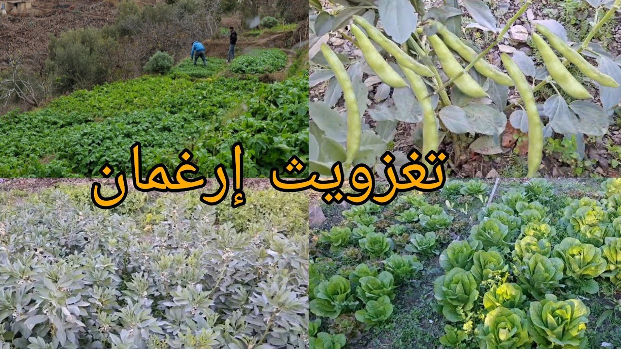 جوله في تغزويت إرغمان نواحي الحسيمه الفلاحه التقليديه 