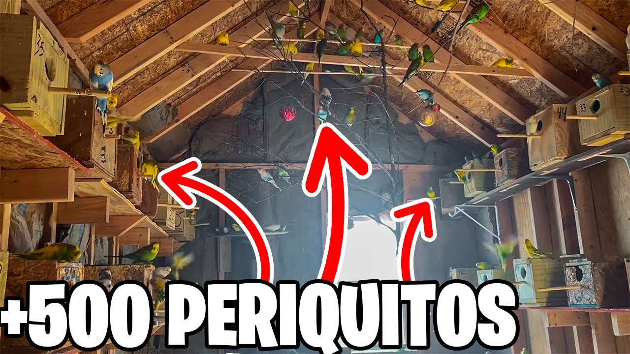 +500 PERIQUITOS EN UN AVIARIO