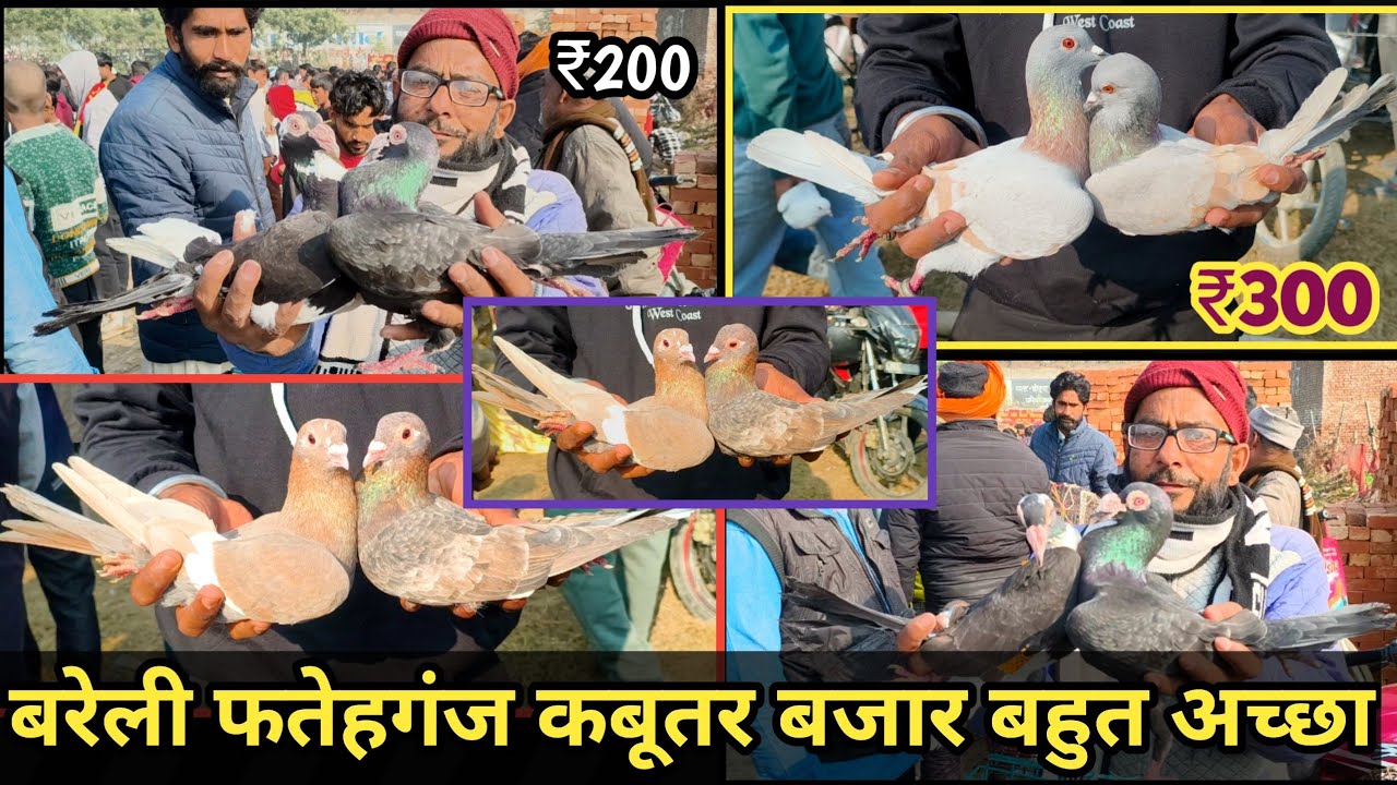 Bareilly Fatehganj Kabootar Marketबरेली कबूतर बाजार रामपुर रोड Bareilly Fatehganj Market ❤️