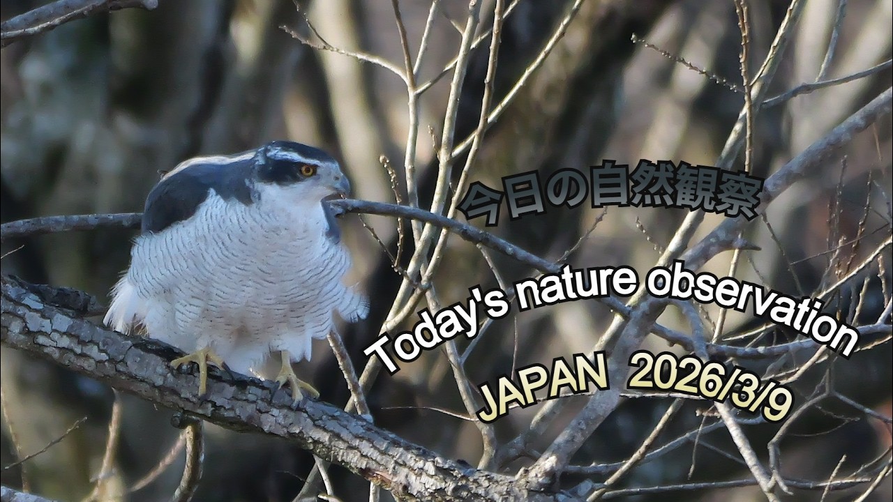 今日の自然観察　Today's nature observation　JAPAN  2026/3/9