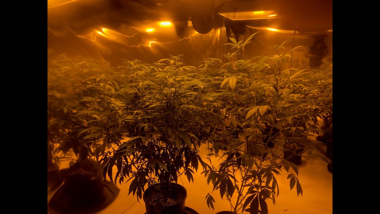 Ohio Recreational Cannabis Grow 2024 Day 14 Flower
