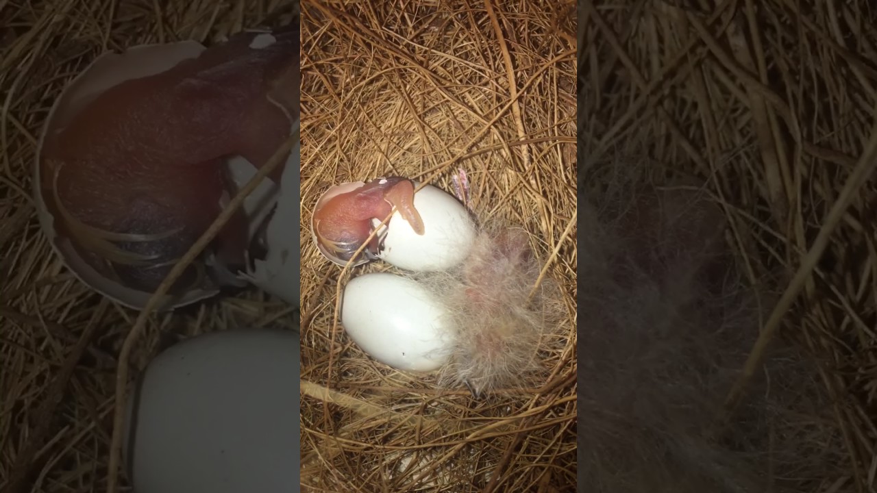 Naissance d'un bébé mandarin