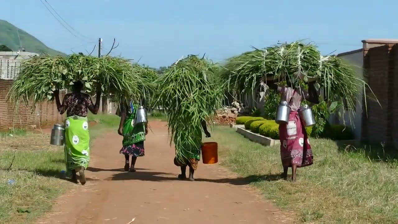 Malawi women dairy farmers carrying grass home to feed their cows