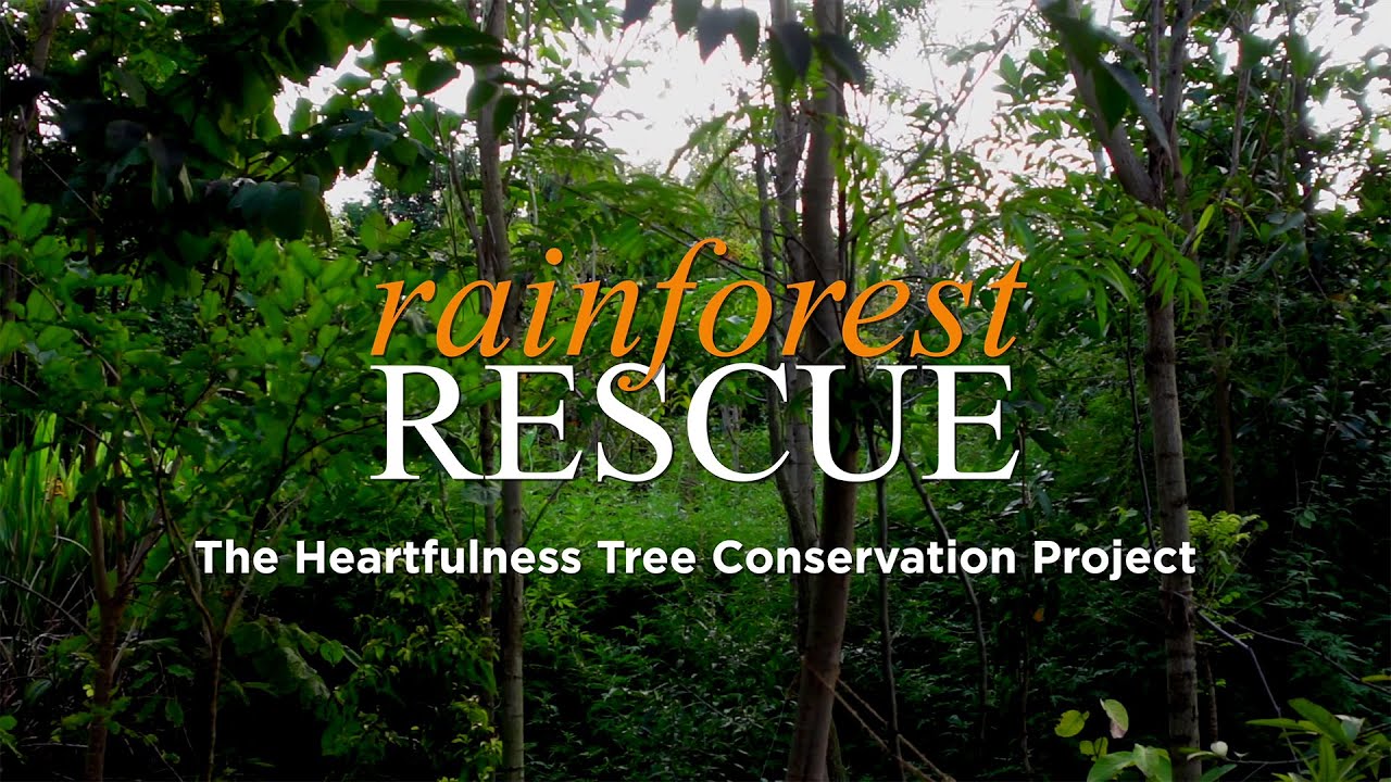 Rainforest Rescue | The Heartfulness Tree Conservation Project | #BiodiversityDay