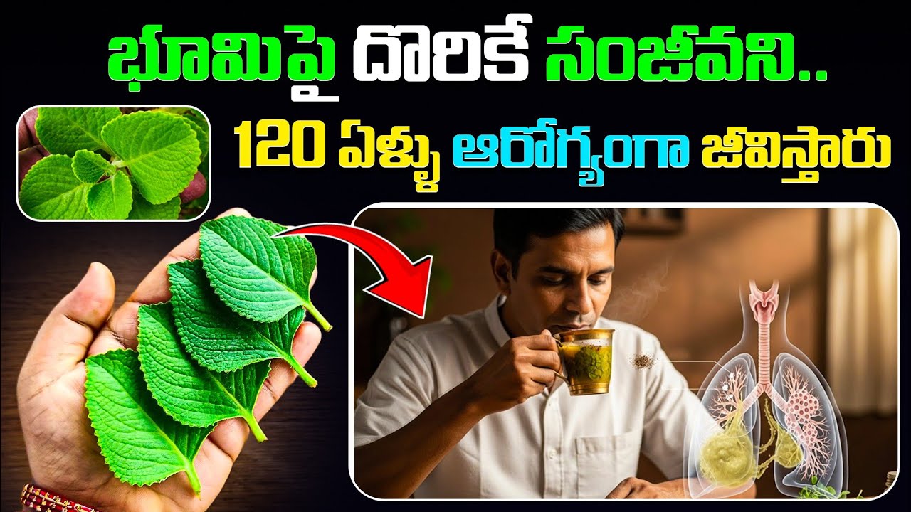 భూమిపై దొరికే సంజీవని 120 ఏళ్ళు ఆరోగ్యంగా జీవిస్తారు | Vamaku Uses For Arthiritis | Ksk Home