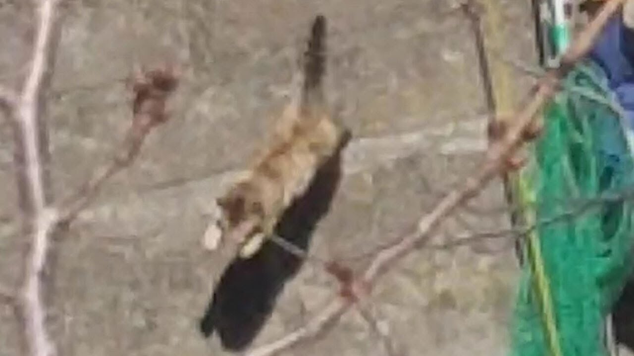 川に落ちた猫、ウーバーイーツ配達員が救助　拍手と歓声