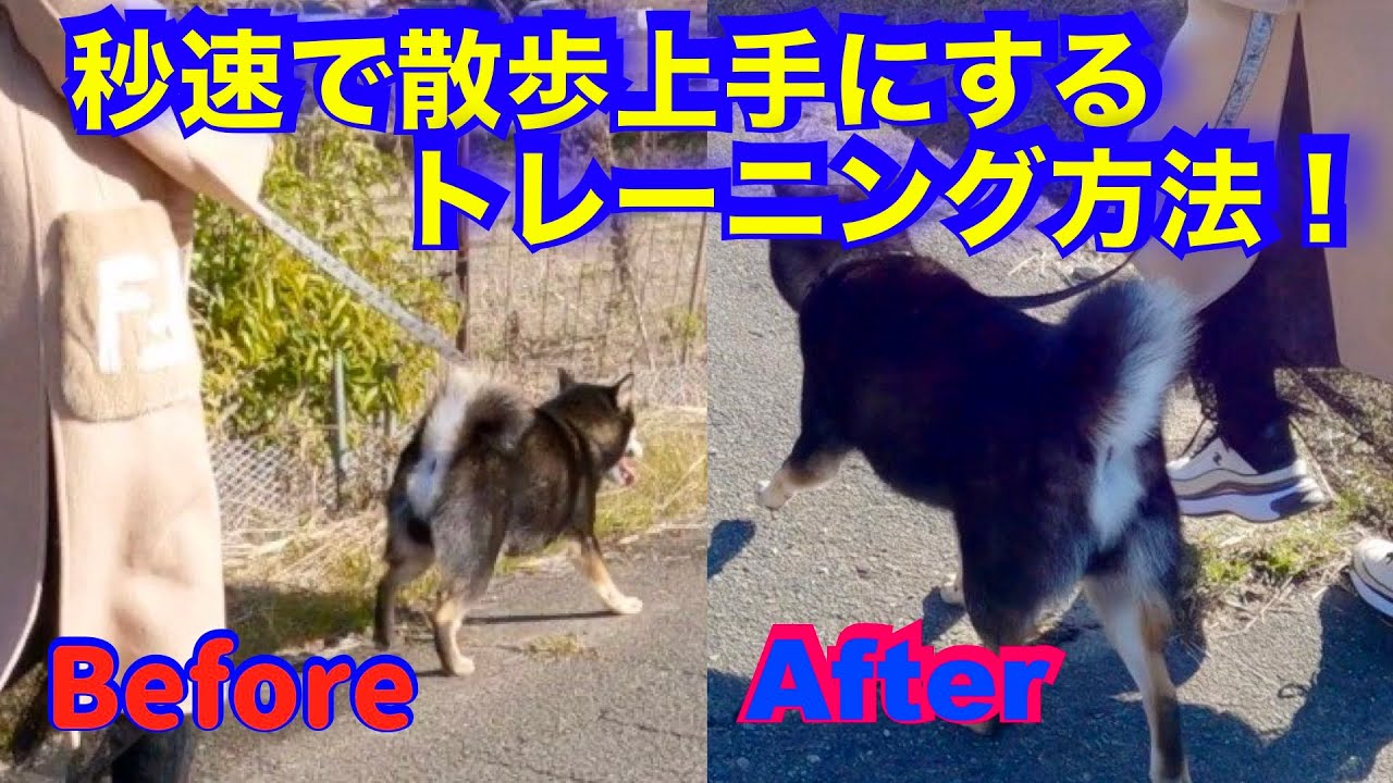 【柴犬散歩トレーニング】秒単位で変化していきます！（飼い主に7針縫う怪我を負わせた犬）　@ポチパパ ちゃんねる【保護犬達の楽園】