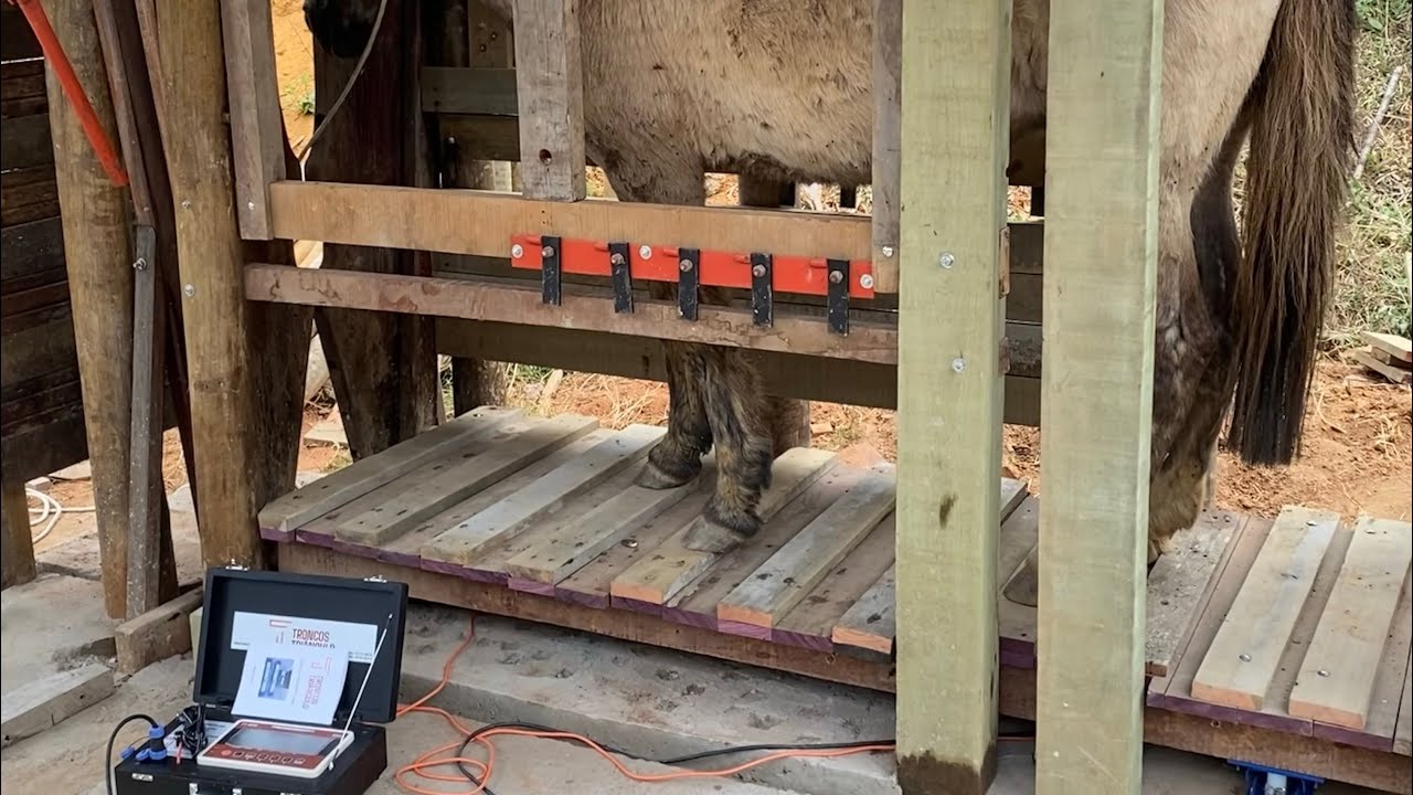INSTALEI MINHA BALANÇA,PARA PESAR GADO+MOSTRANDO COM FICOU🤠🙏🏻