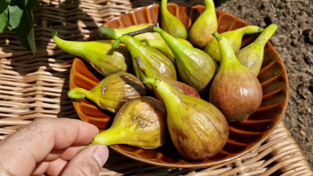 Jak uprawiać figi FICUS CARICA w gruncie by dawały obfite plony bez chorób i szkodników Brown Turkey
