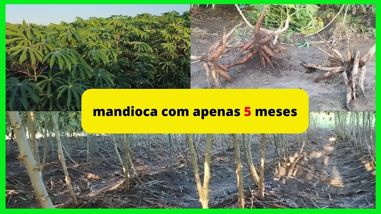 Plantação de mandioca com apenas 5 meses #mandioca